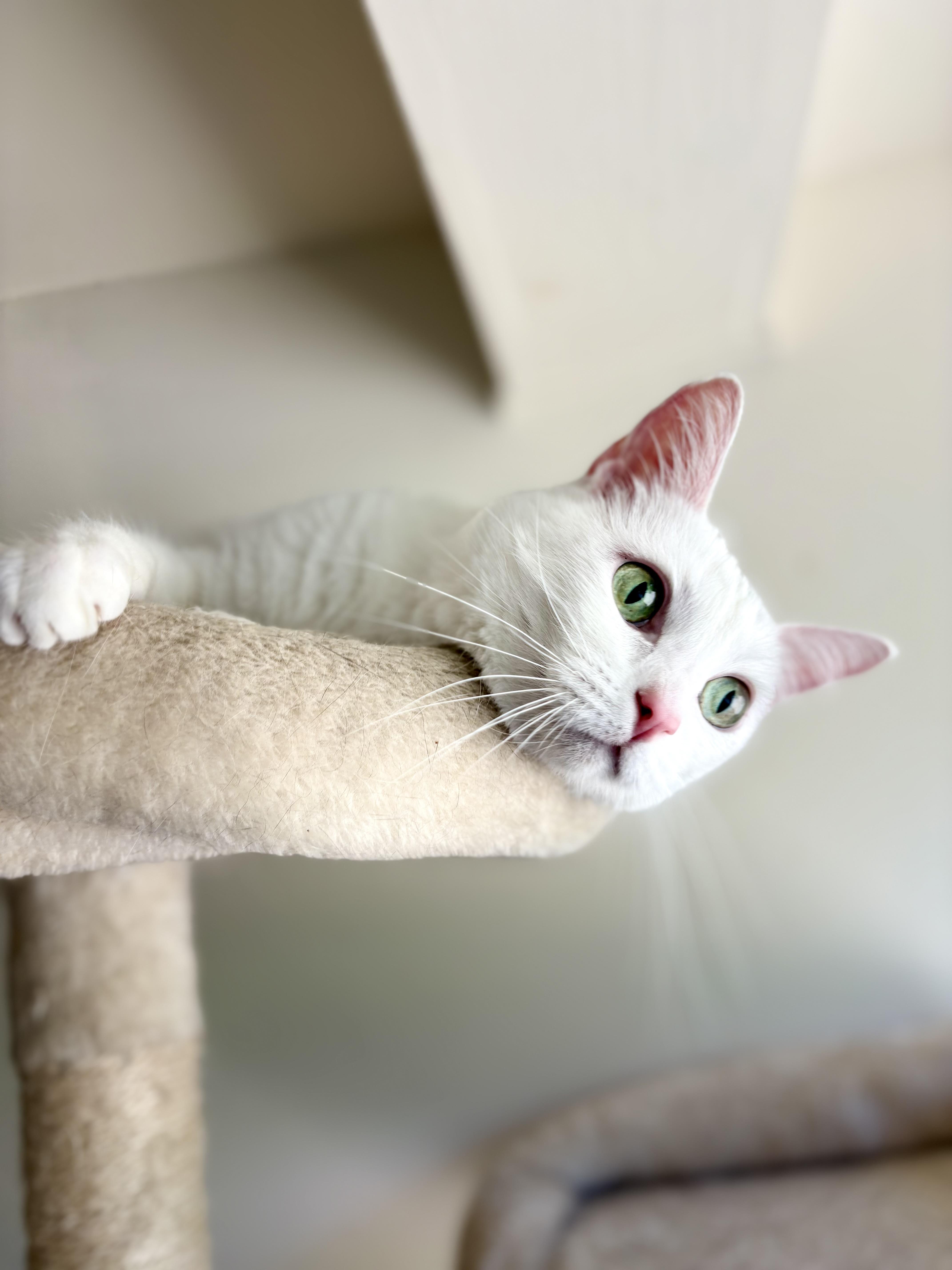 Stella Rose, adoptable, Adult Female American Shorthair & Domestic Short Hair.