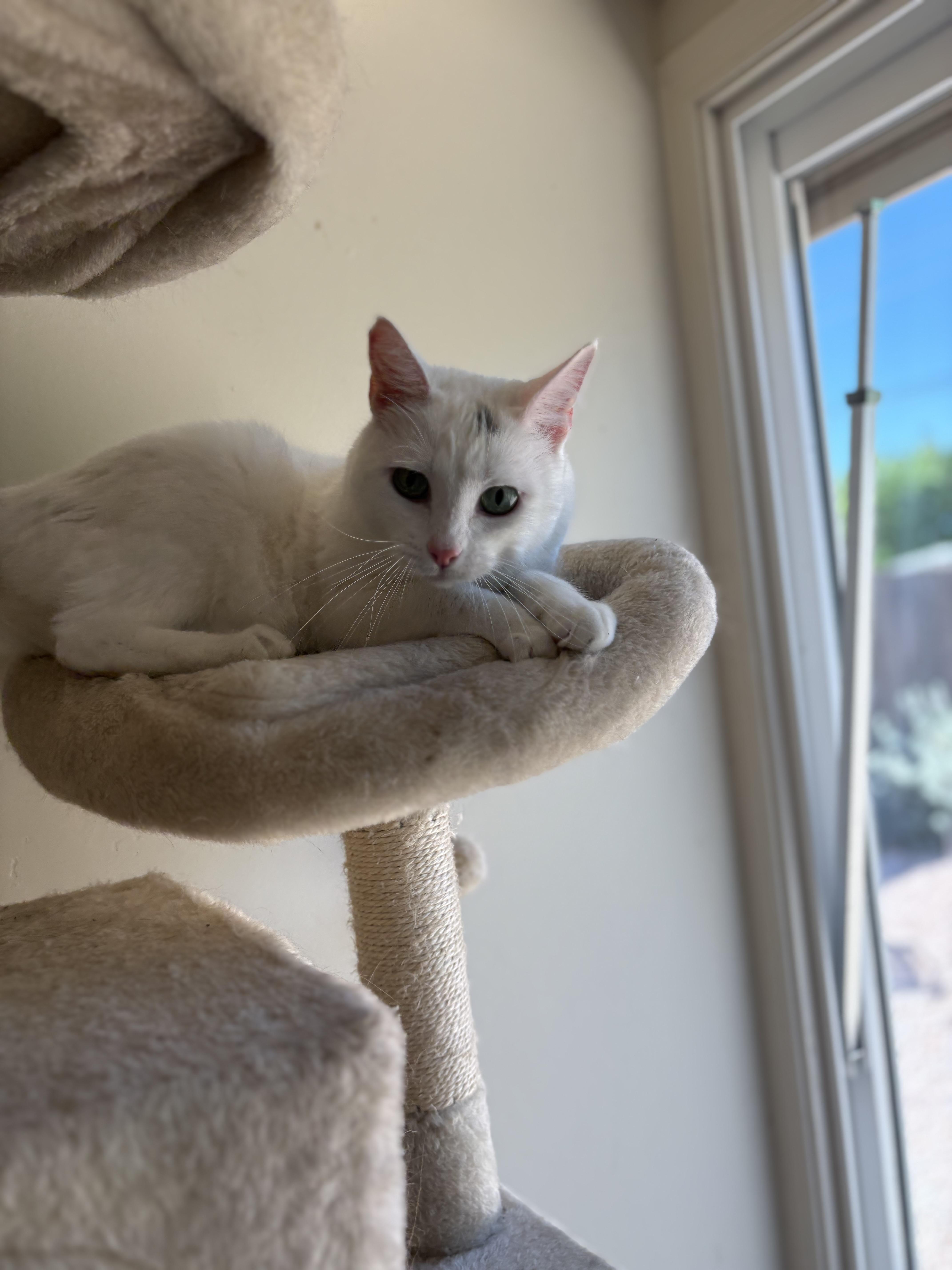 Enlarge Stella Rose, an adoptable mixed breed in SCOTTSDALE, AZ image 2/4