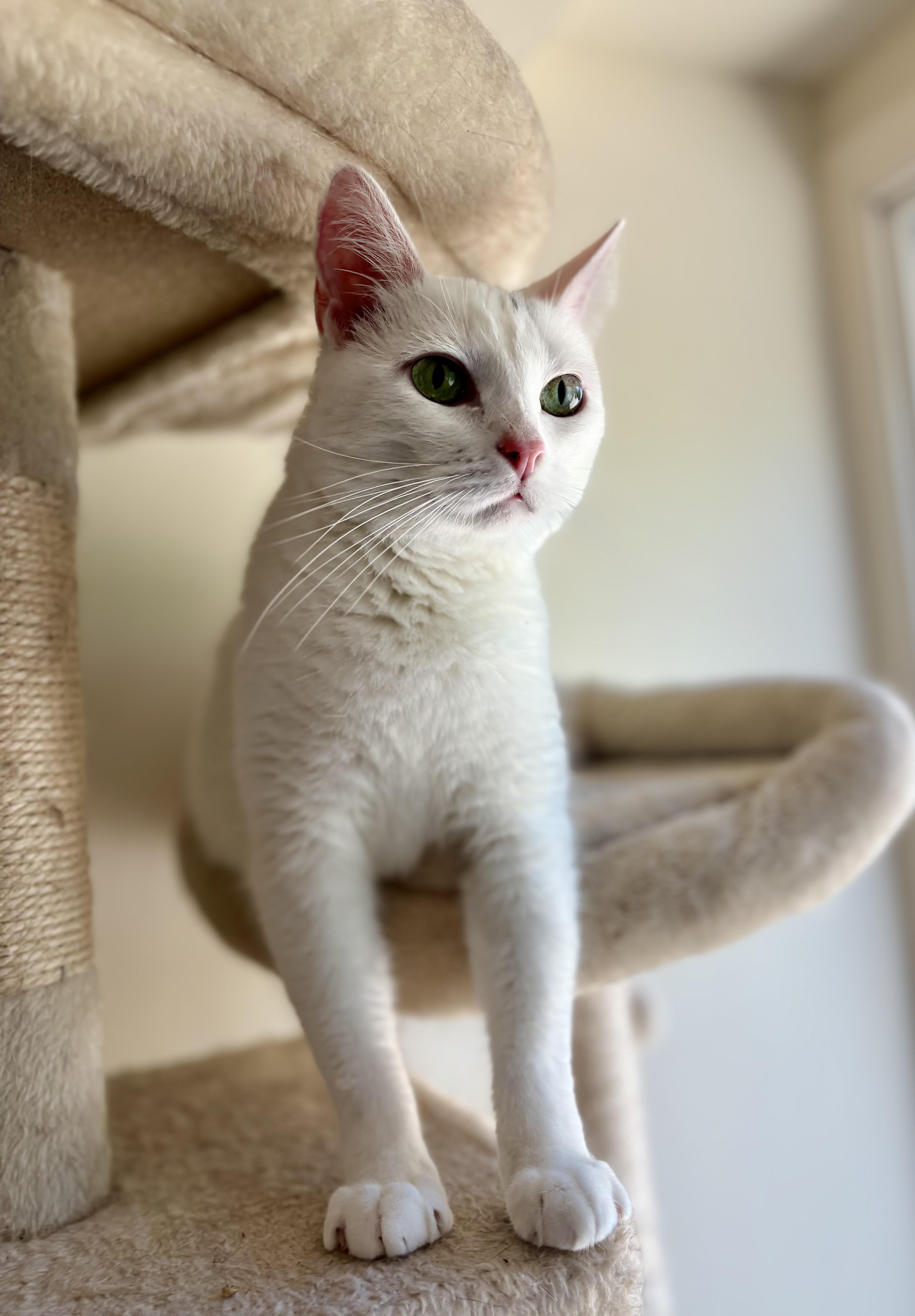 Enlarge Stella Rose, an adoptable mixed breed in SCOTTSDALE, AZ image 3/4