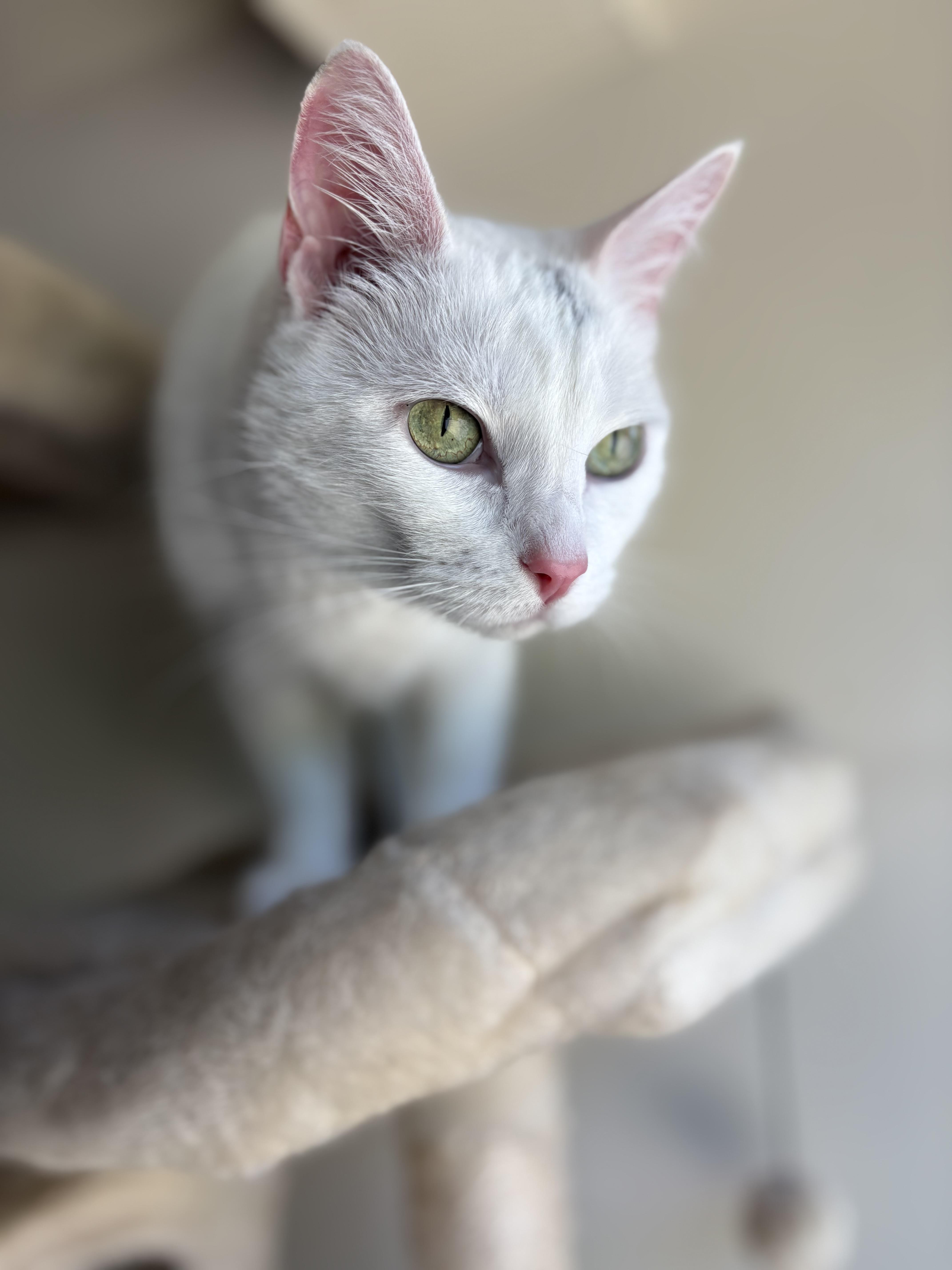 Enlarge Stella Rose, an adoptable mixed breed in SCOTTSDALE, AZ image 4/4