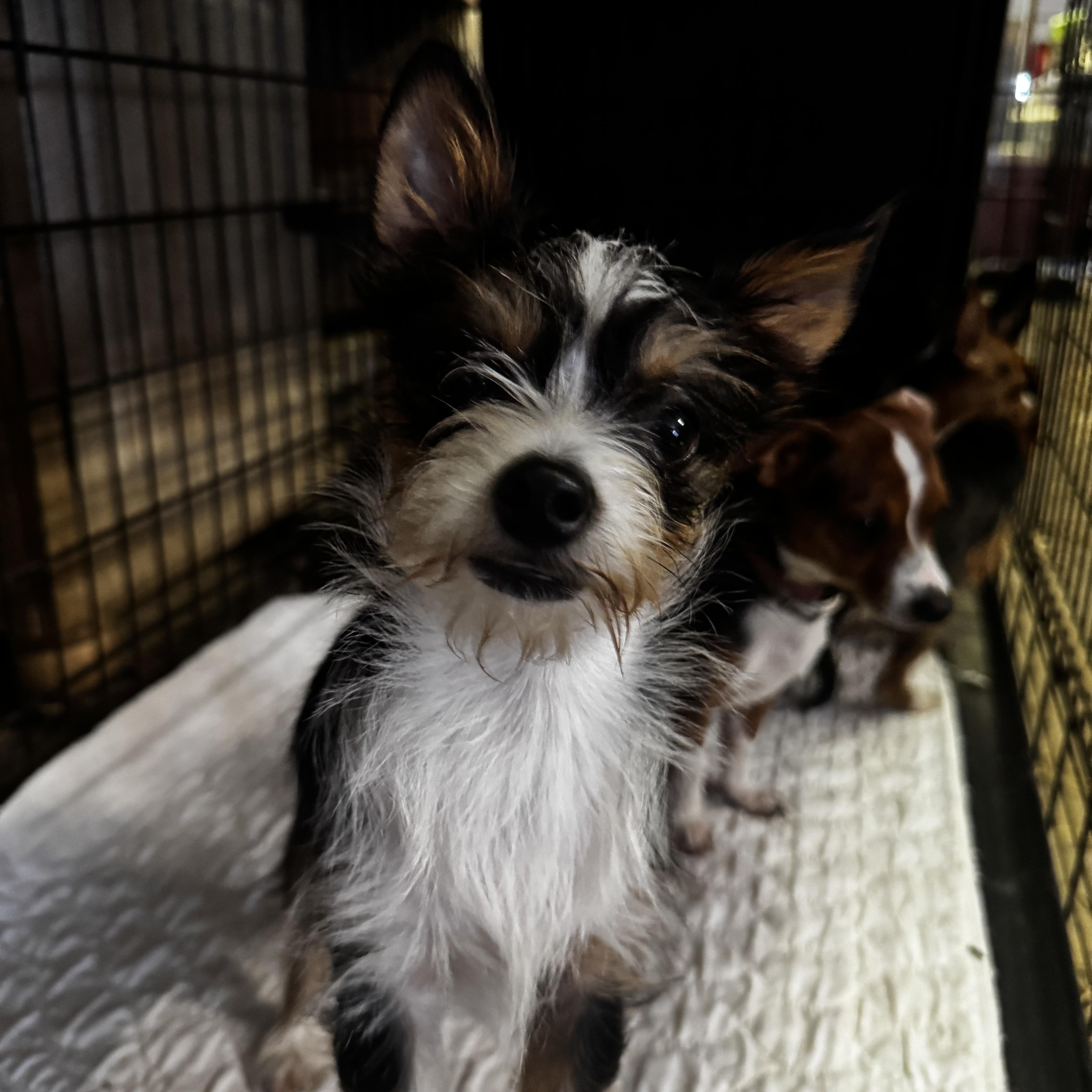 Izzy, adopted, Young Female Yorkshire Terrier & Chihuahua.