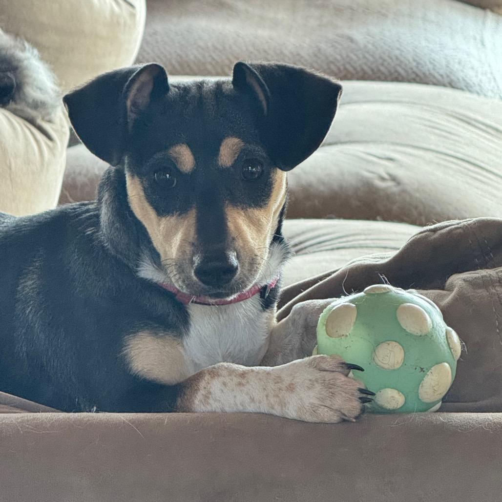 Munchkin, Adoptable, Young Female Mixed Breed.