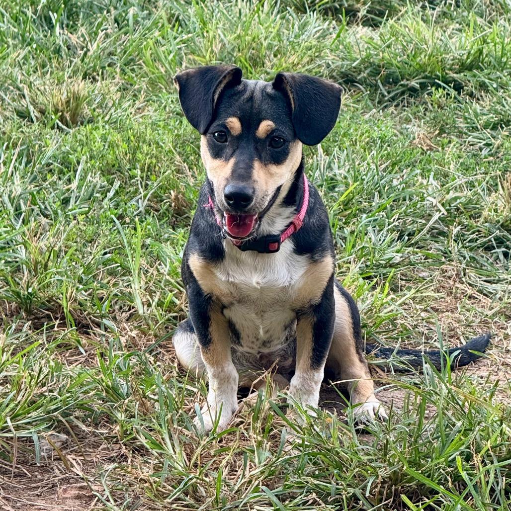 Enlarge Munchkin, a Adoptable Mixed Breed in Huntsville, AL image 2/4