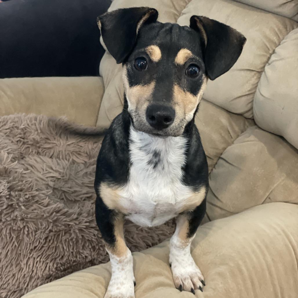 Enlarge Munchkin, a Adoptable Mixed Breed in Huntsville, AL image 3/4