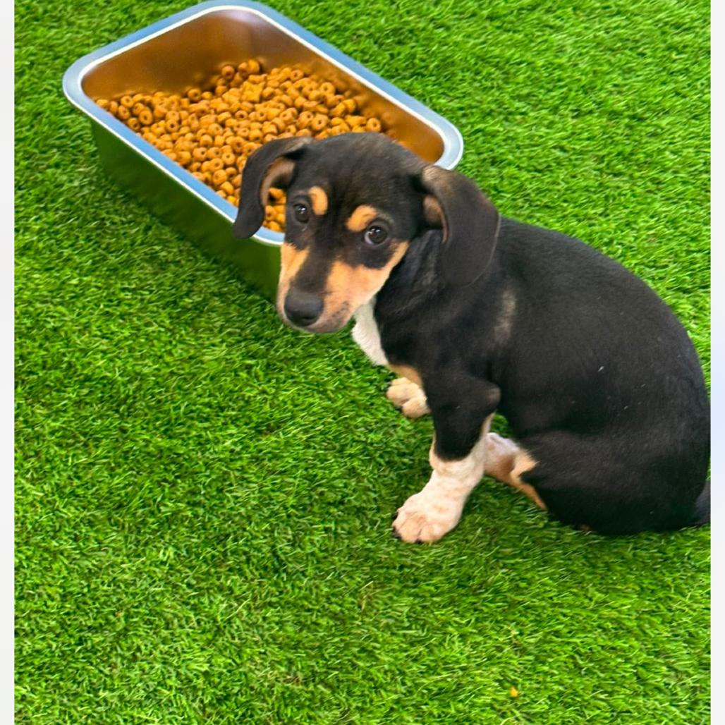 Enlarge Munchkin, a Adoptable Mixed Breed in Huntsville, AL image 4/4