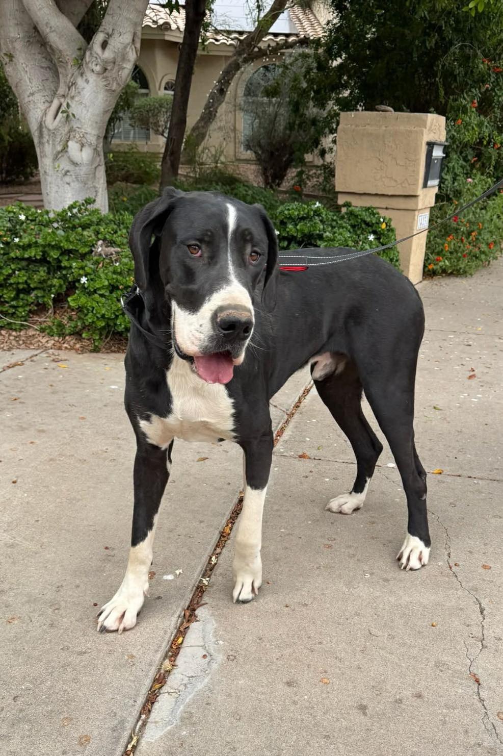 Enlarge Timber, a Adoptable Great Dane in Mesa, AZ image 1/1