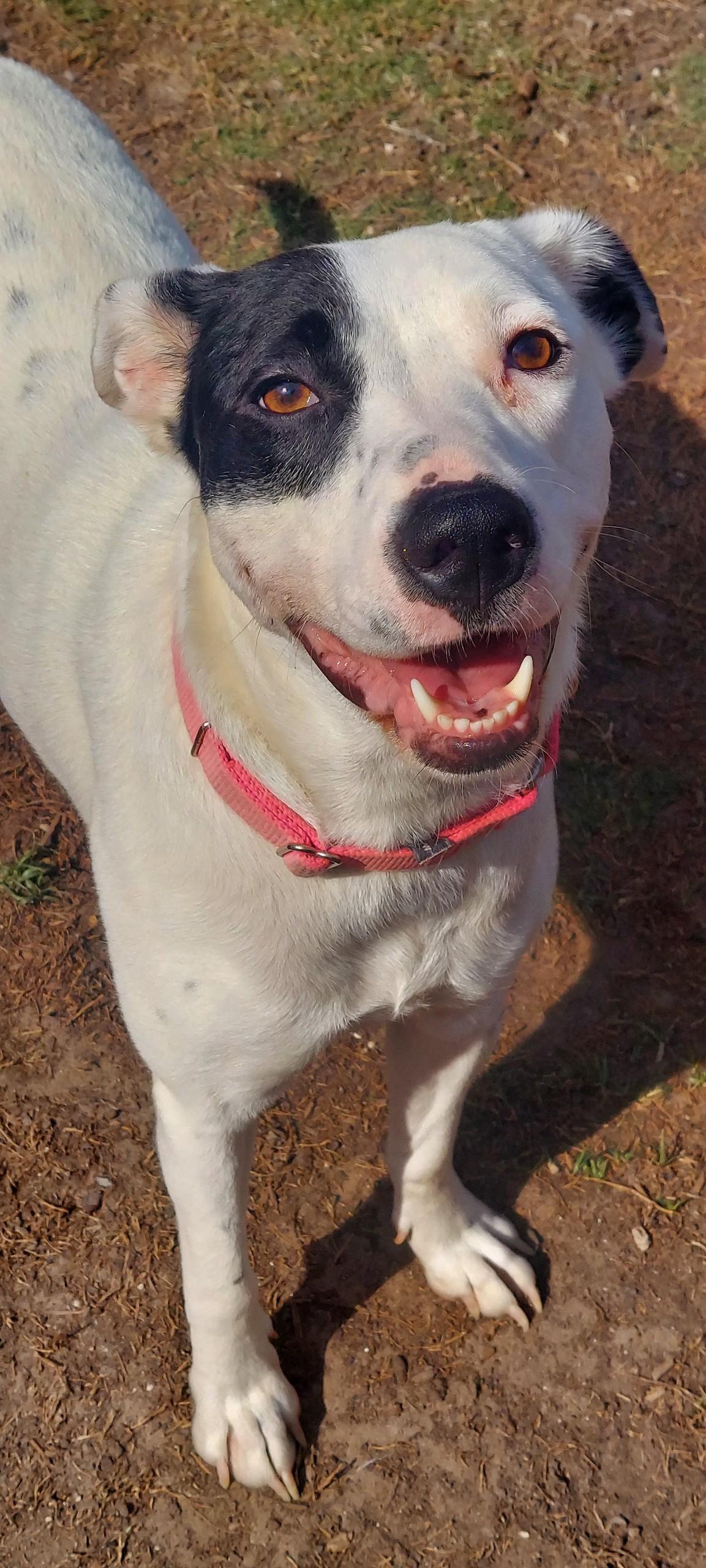 Enlarge WHITNEY, a Adoptable mixed breed in Dallas, TX image 2/6