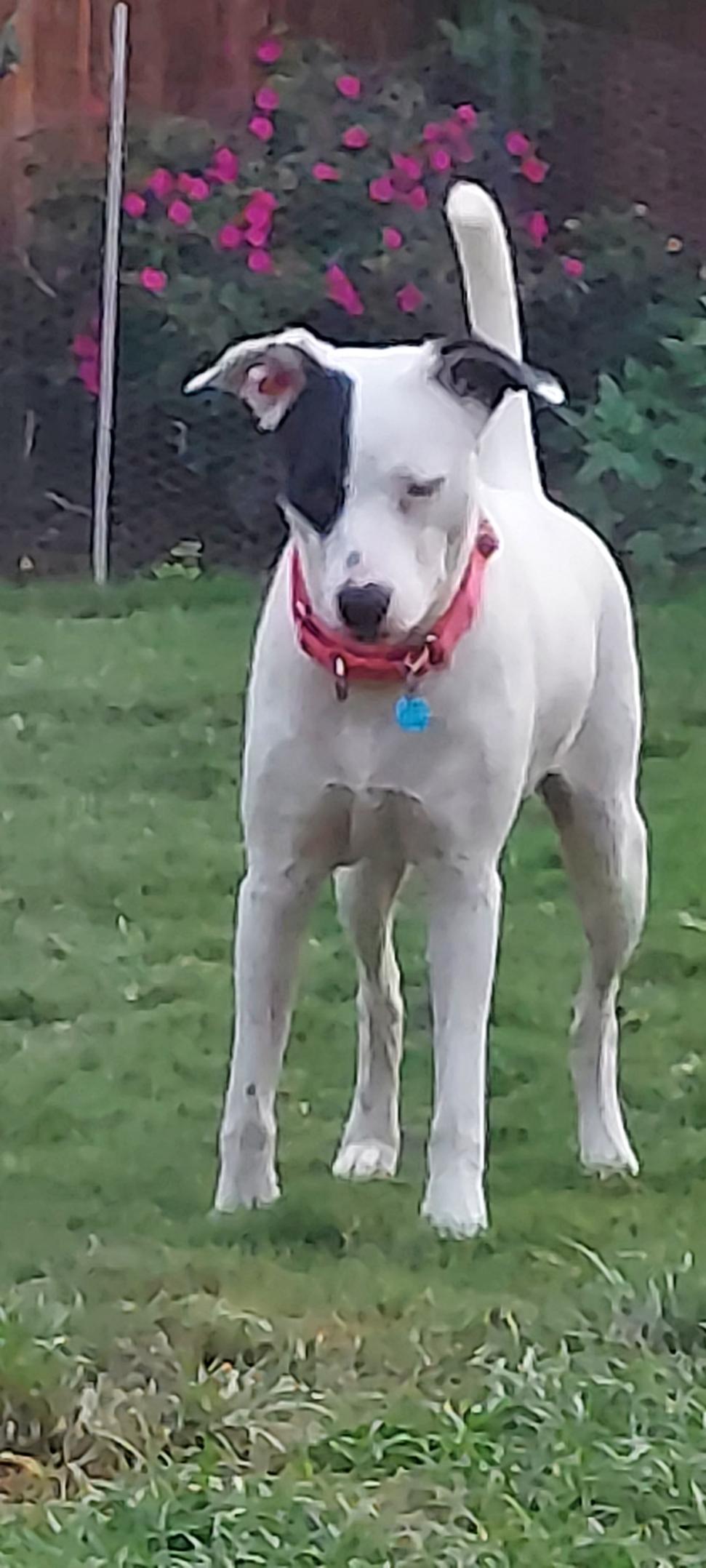 WHITNEY, a Adoptable mixed breed in Dallas, TX image 2/5