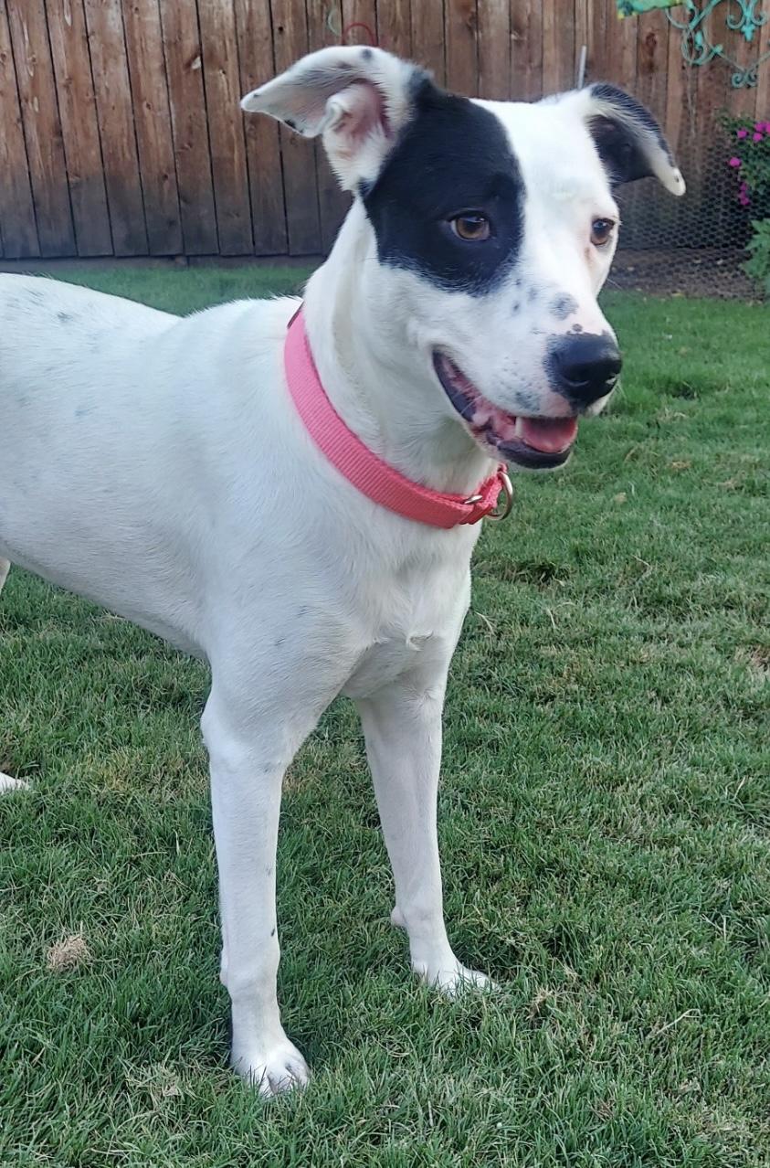 WHITNEY, Adoptable, Adult Female Dalmatian & Catahoula Leopard Dog.