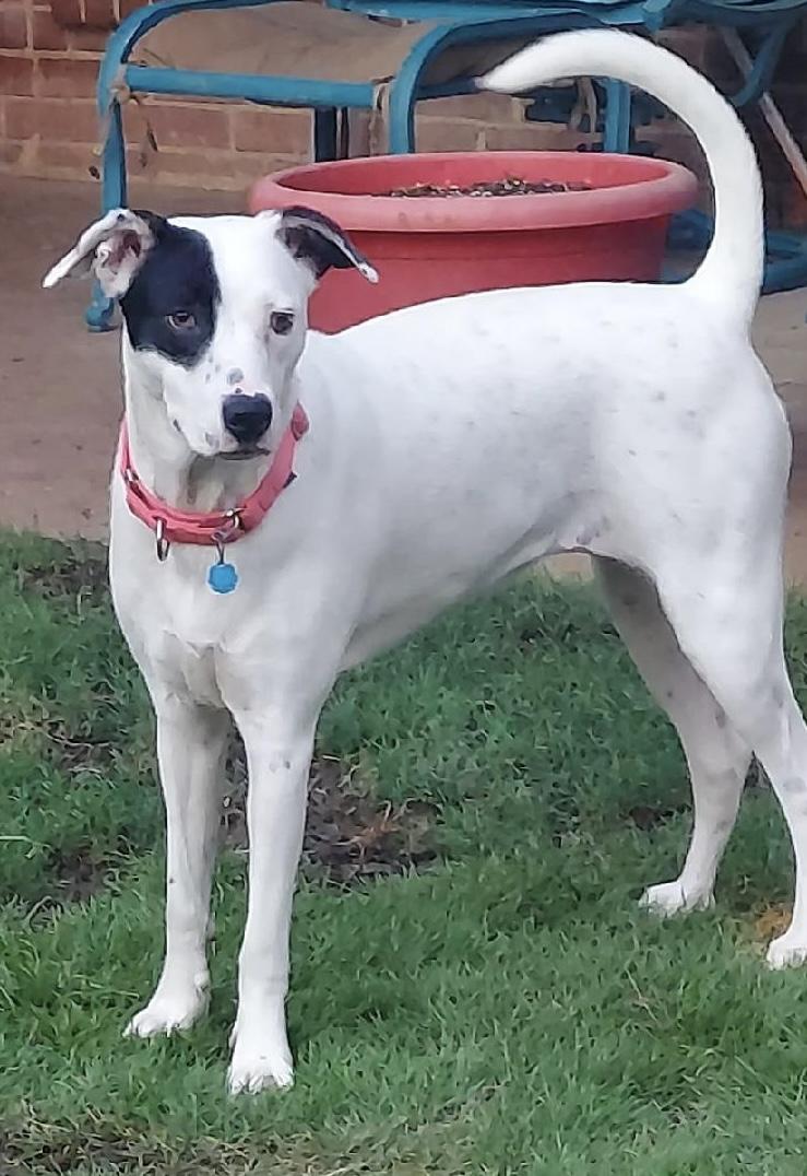 WHITNEY, a Adoptable mixed breed in Dallas, TX image 4/5