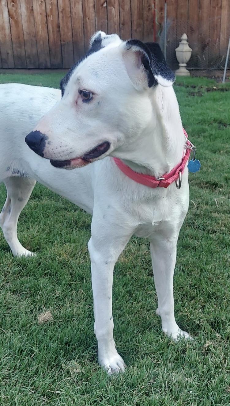 WHITNEY, a Adoptable mixed breed in Dallas, TX image 5/5