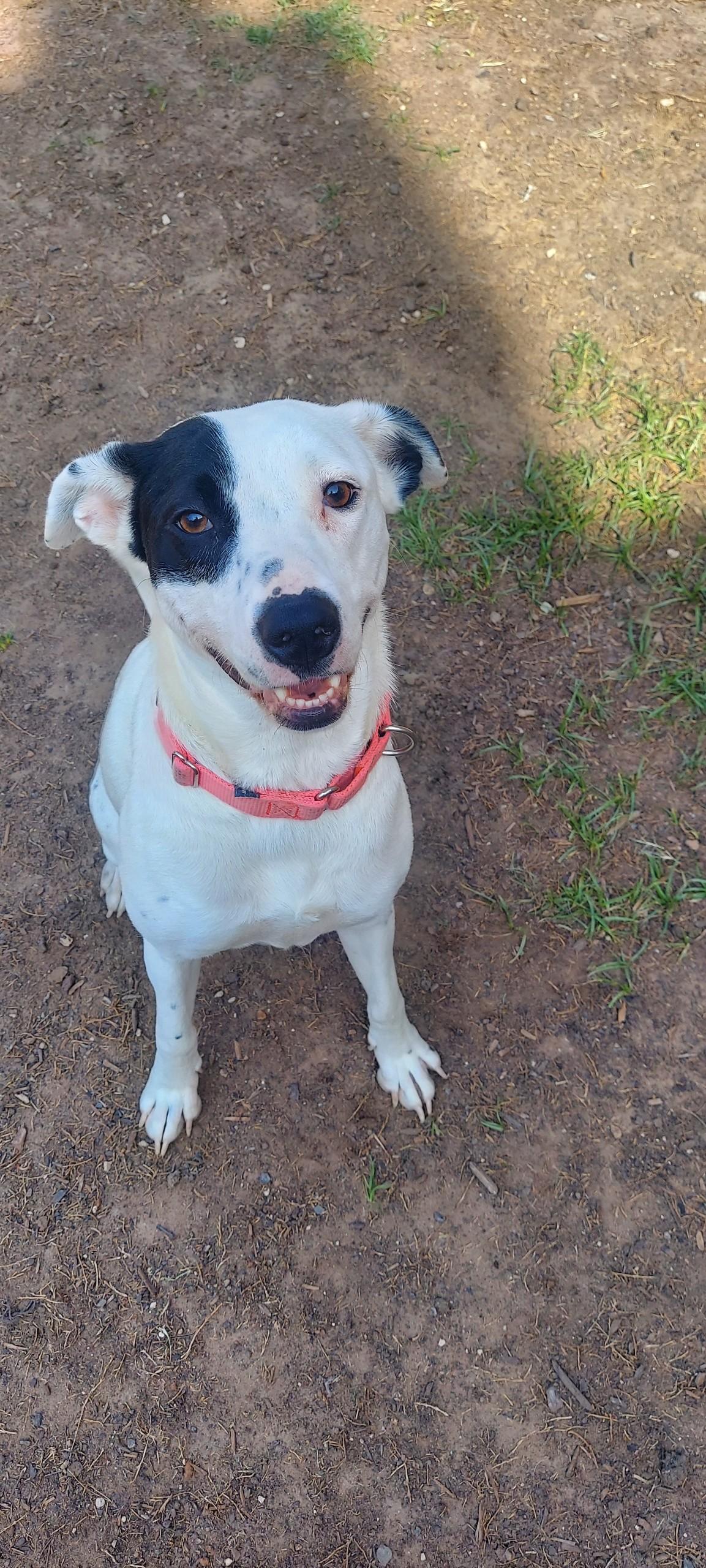 Enlarge WHITNEY, a Adoptable mixed breed in Dallas, TX image 5/6