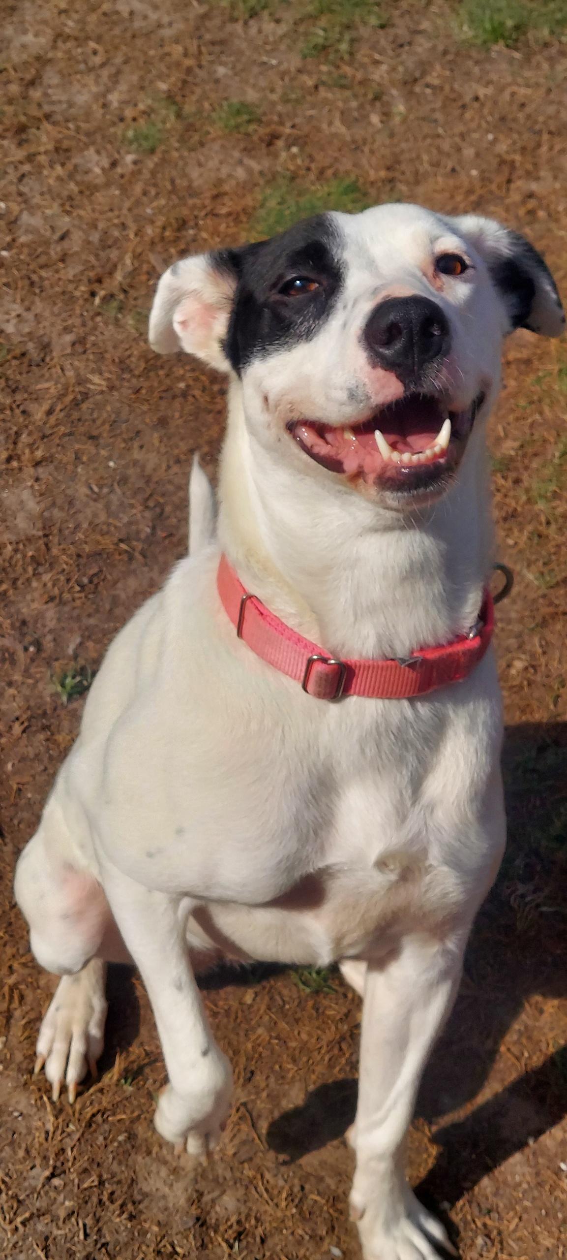 Enlarge WHITNEY, a Adoptable mixed breed in Dallas, TX image 6/6