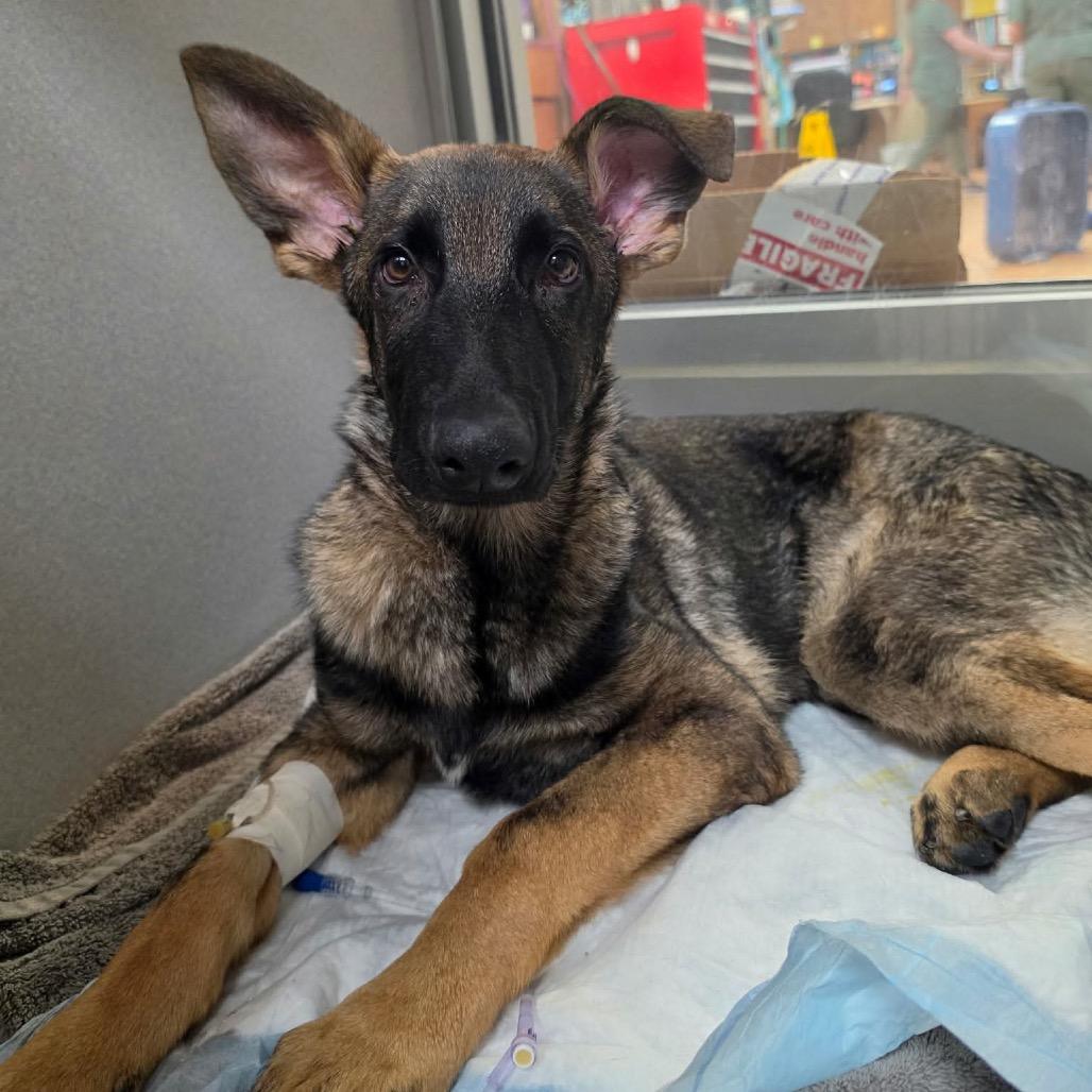Enlarge Malakai, a Adoptable German Shepherd Dog in Tulsa, OK image 1/6