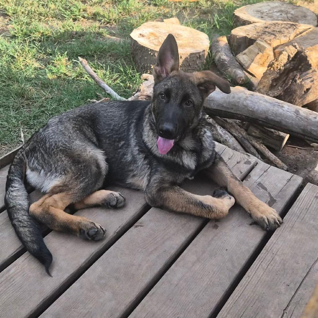 Enlarge Malakai, a Adoptable German Shepherd Dog in Tulsa, OK image 2/6