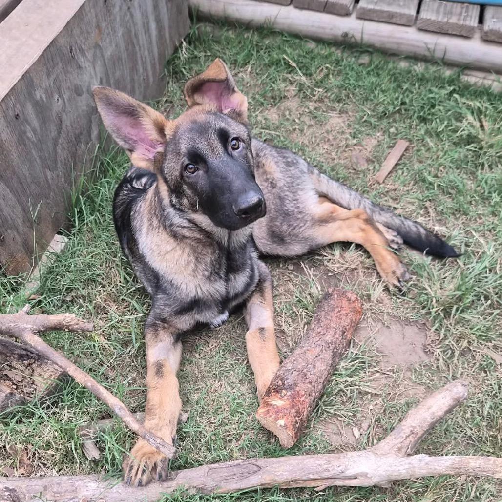 Enlarge Malakai, a Adoptable German Shepherd Dog in Tulsa, OK image 3/6