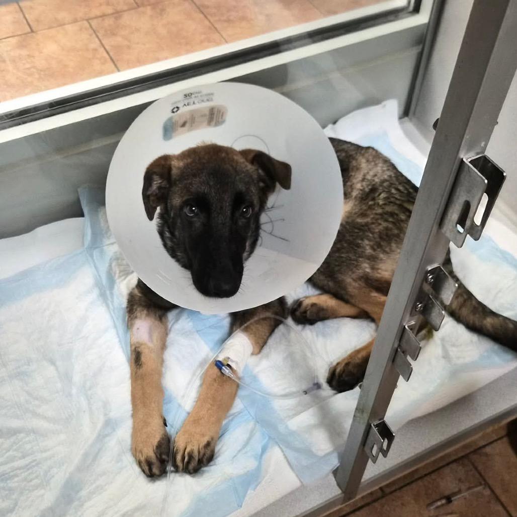 Enlarge Malakai, a Adoptable German Shepherd Dog in Tulsa, OK image 4/6