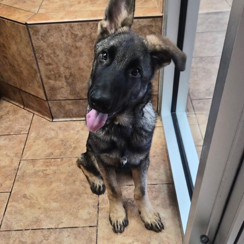 Enlarge Malakai, a Adoptable German Shepherd Dog in Tulsa, OK image 5/6