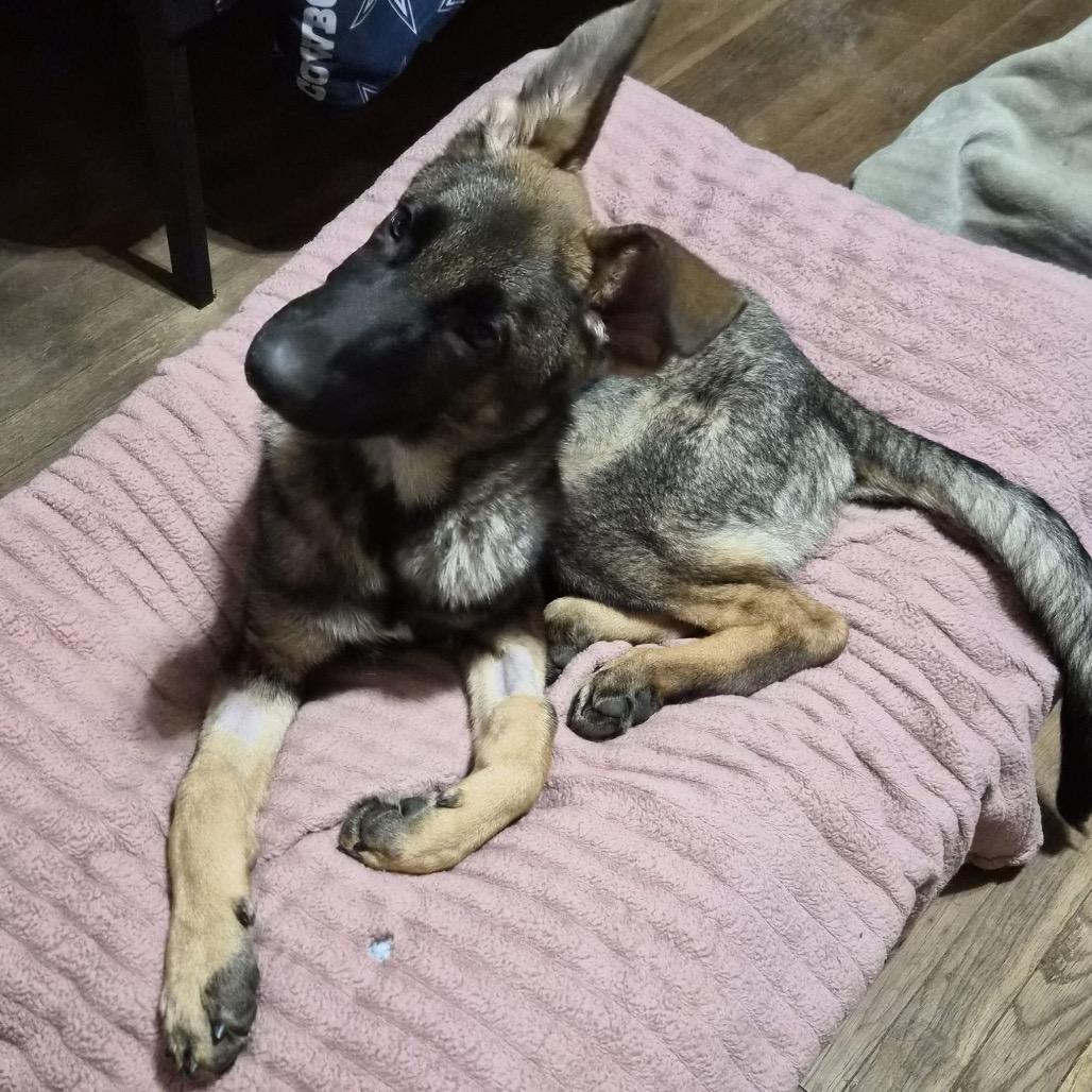 Enlarge Malakai, a Adoptable German Shepherd Dog in Tulsa, OK image 6/6