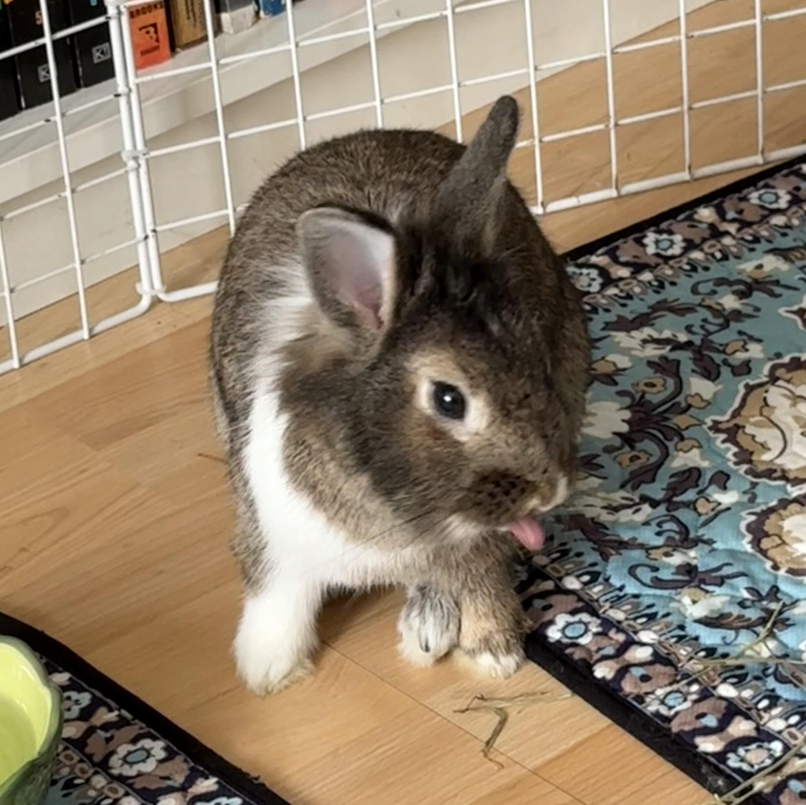 Enlarge Harrold, a ADOPTABLE Bunny Rabbit in Cambridge, ON image 3/6