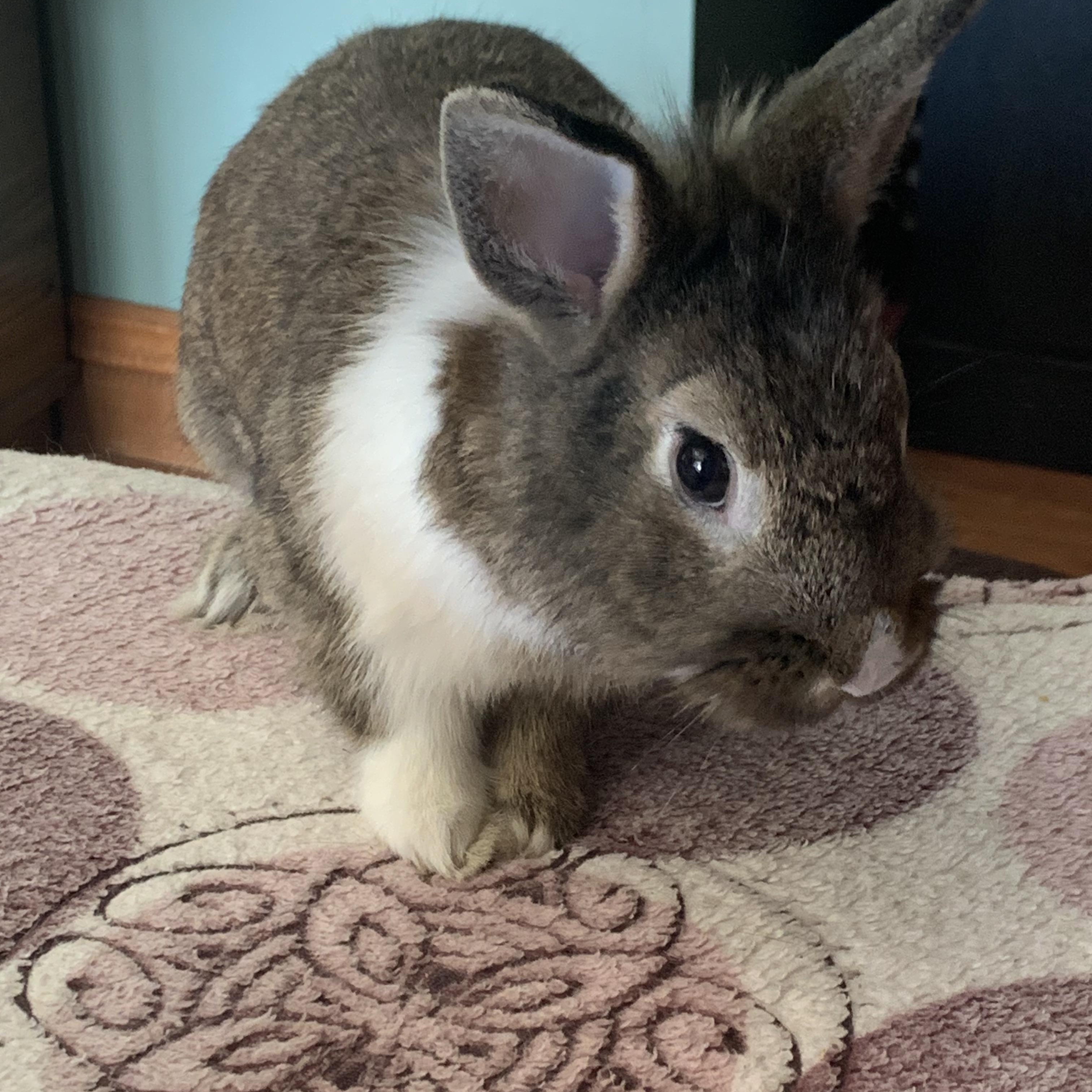 Harrold, ADOPTABLE, Adult Male Bunny Rabbit.