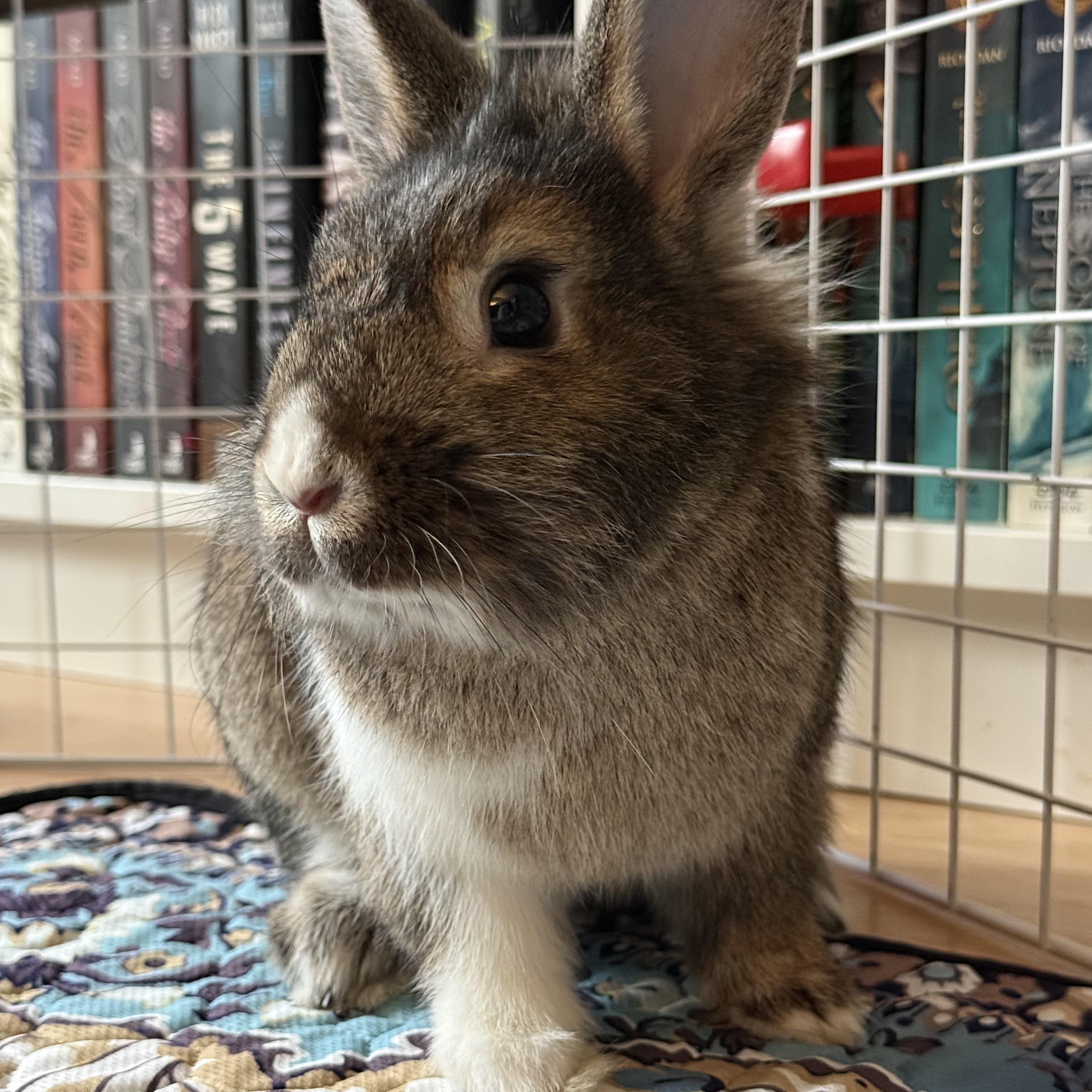 Enlarge Harrold, a ADOPTABLE Bunny Rabbit in Cambridge, ON image 4/6