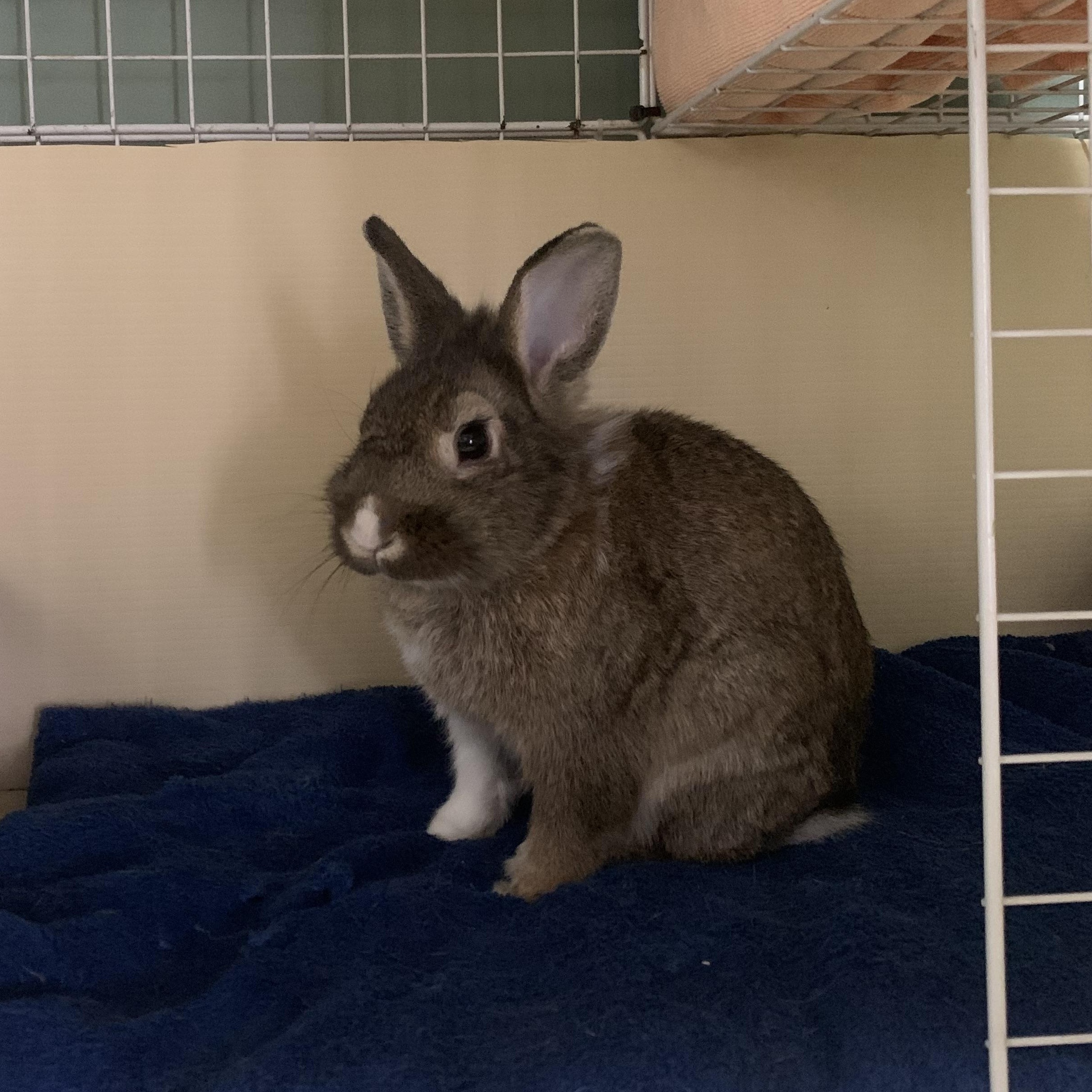 Enlarge Harrold, a ADOPTABLE Bunny Rabbit in Cambridge, ON image 3/5