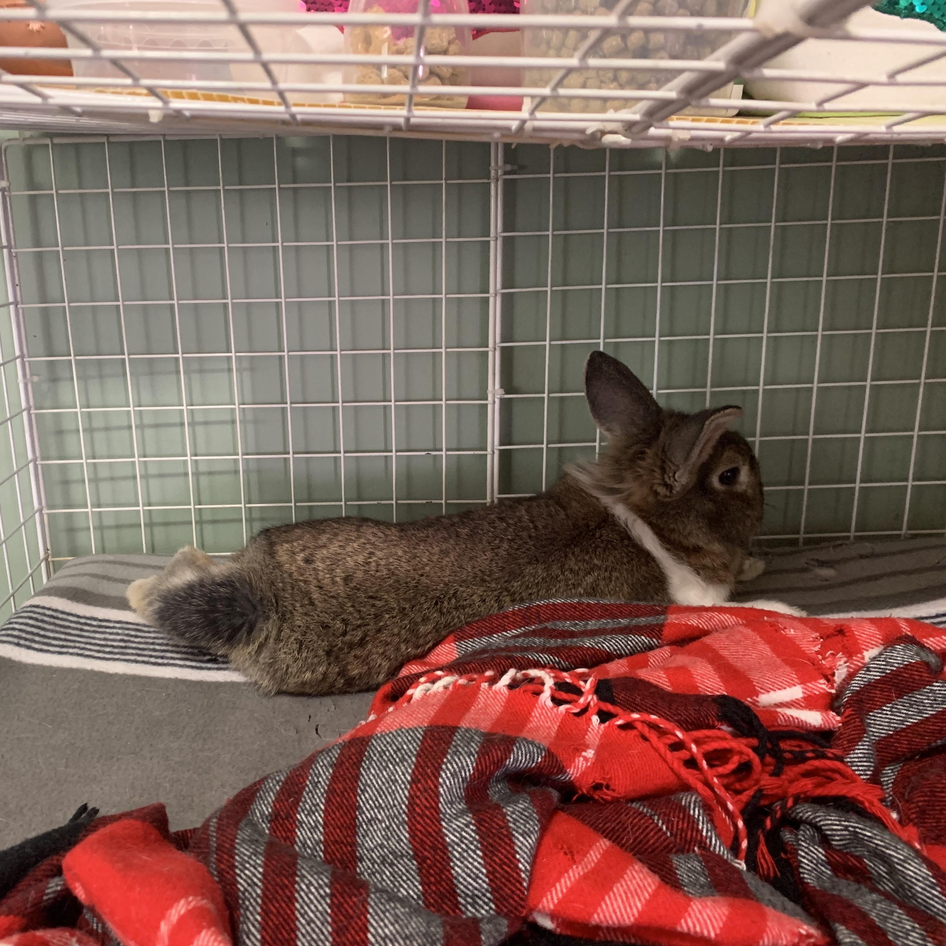 Enlarge Harrold, a ADOPTABLE Bunny Rabbit in Cambridge, ON image 2/5