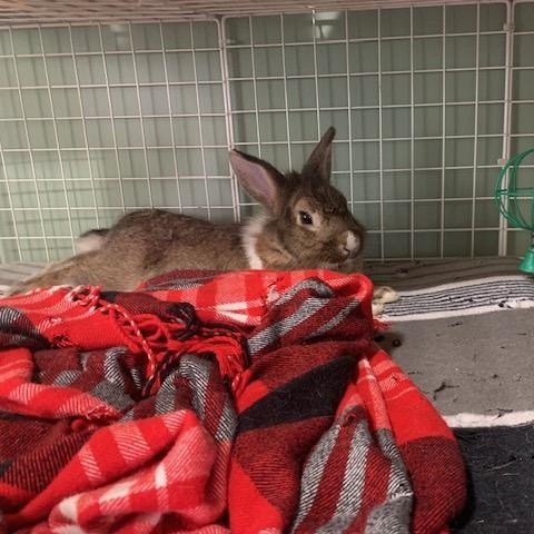 Enlarge Harrold, a ADOPTABLE Bunny Rabbit in Cambridge, ON image 5/5