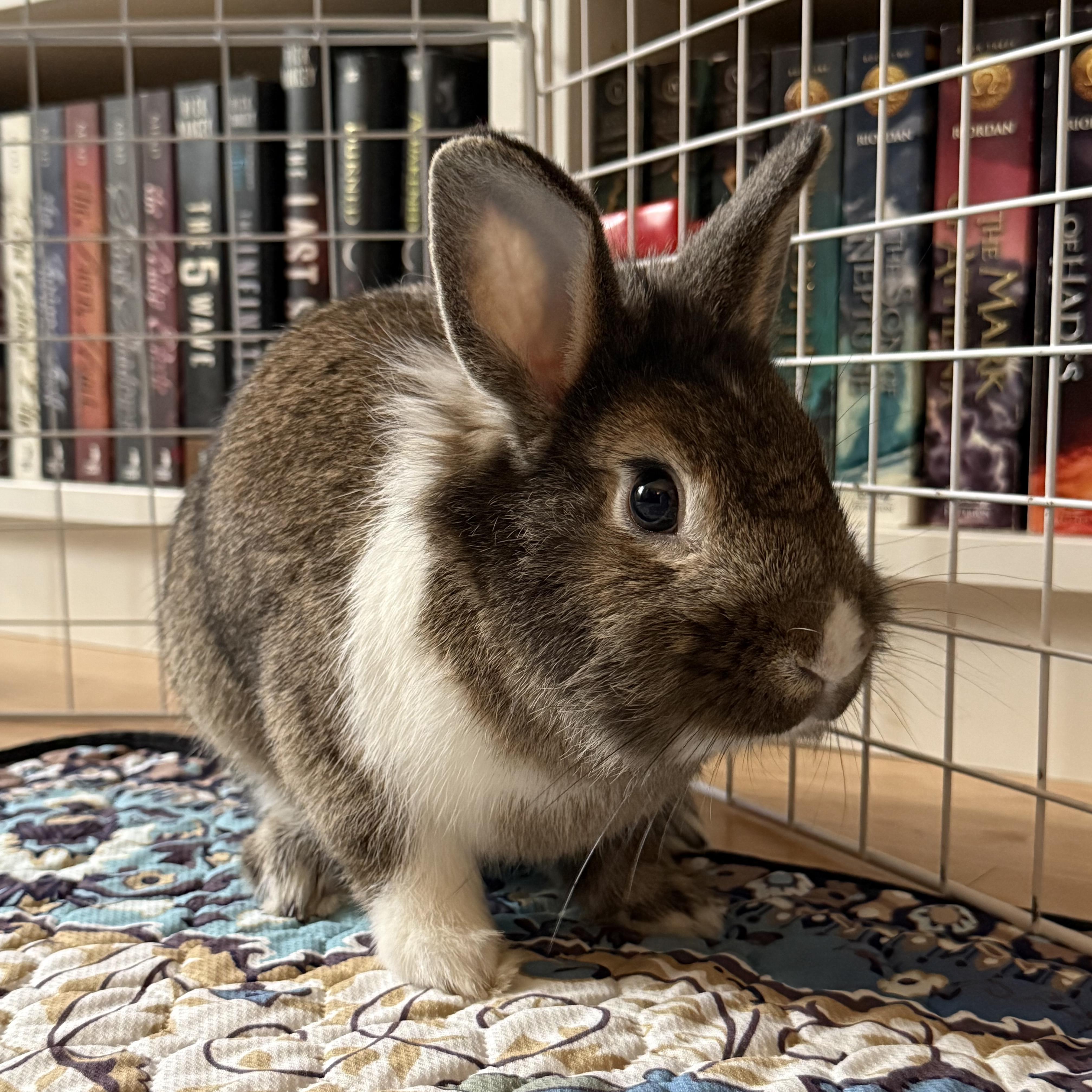 Harrold, ADOPTABLE, Adult Male Bunny Rabbit.