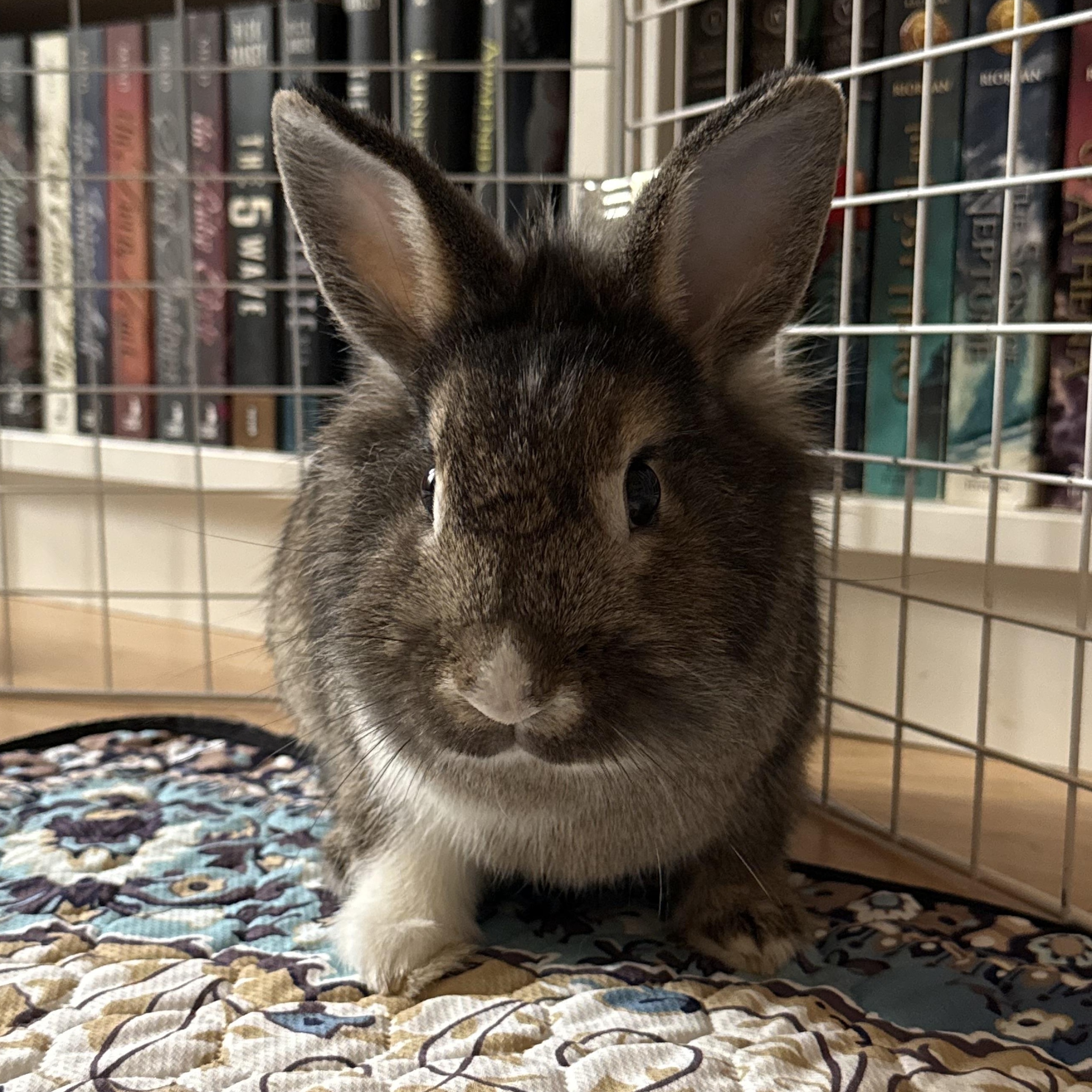 Enlarge Harrold, a ADOPTABLE Bunny Rabbit in Cambridge, ON image 2/6