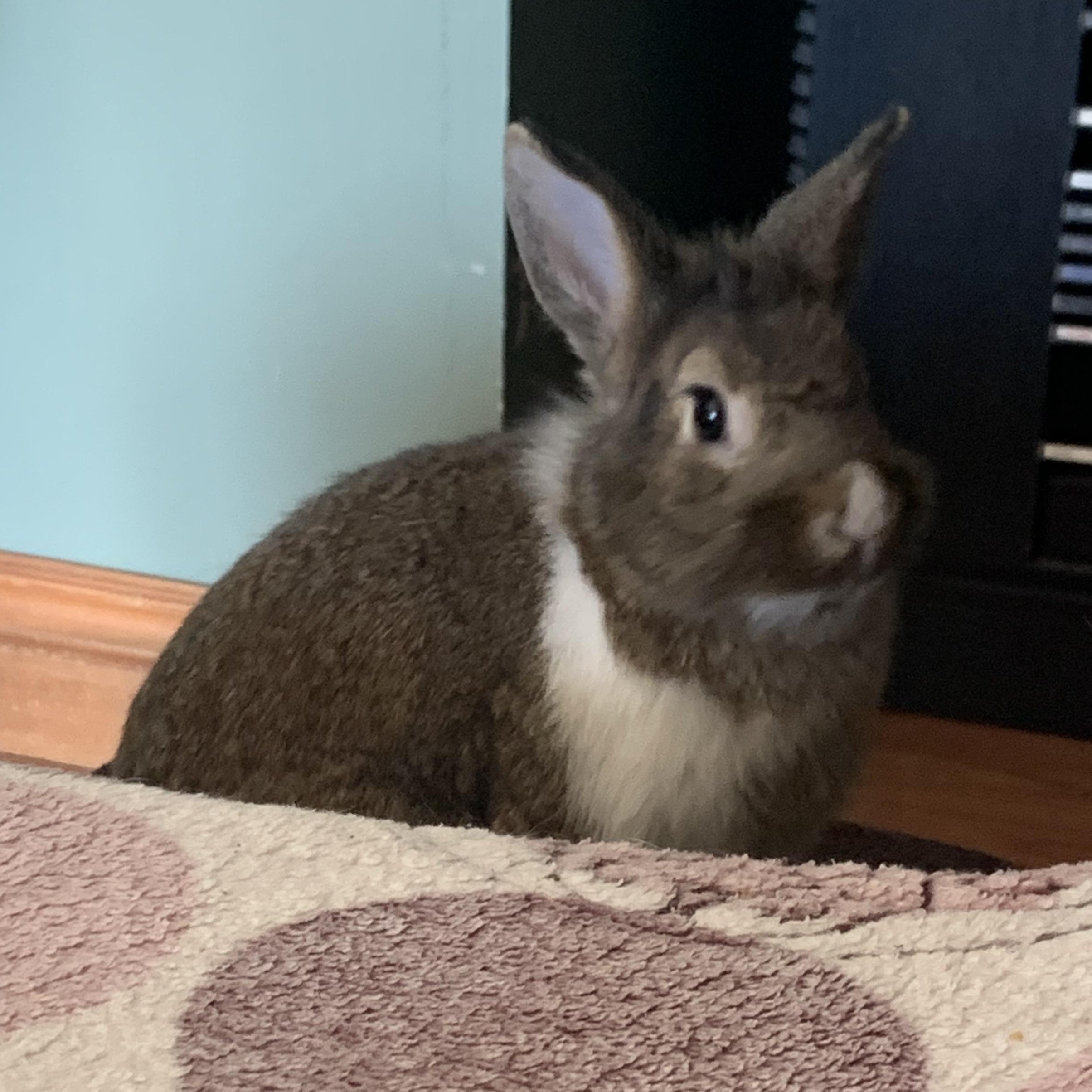 Enlarge Harrold, a ADOPTABLE Bunny Rabbit in Cambridge, ON image 4/5