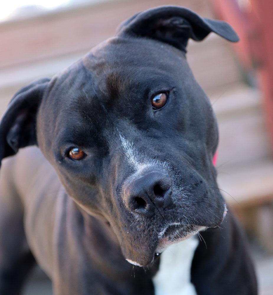 Diesel (AO35245), adoptable, Young Male Boxer & Labrador Retriever.