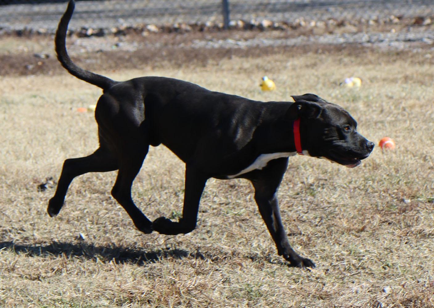 Enlarge Diesel (AO35245), an adoptable mixed breed in Kansas City, KS image 6/6