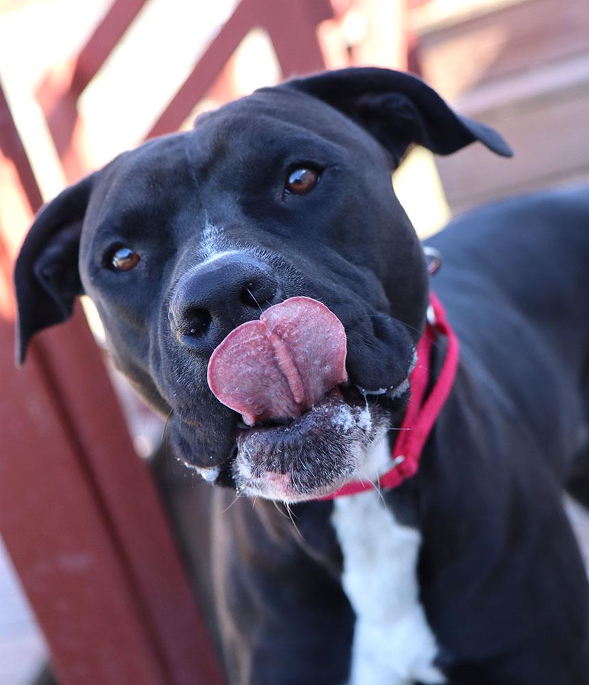 Enlarge Diesel (AO35245), an adoptable mixed breed in Kansas City, KS image 3/6