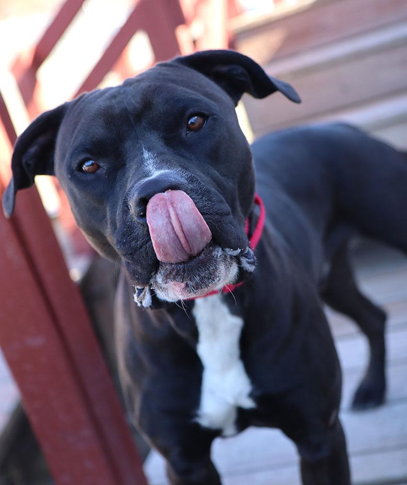 Enlarge Diesel (AO35245), an adoptable mixed breed in Kansas City, KS image 2/6