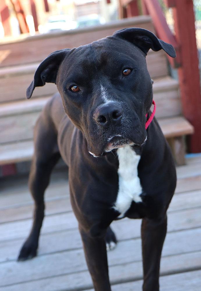 Enlarge Diesel (AO35245), an adoptable mixed breed in Kansas City, KS image 5/6