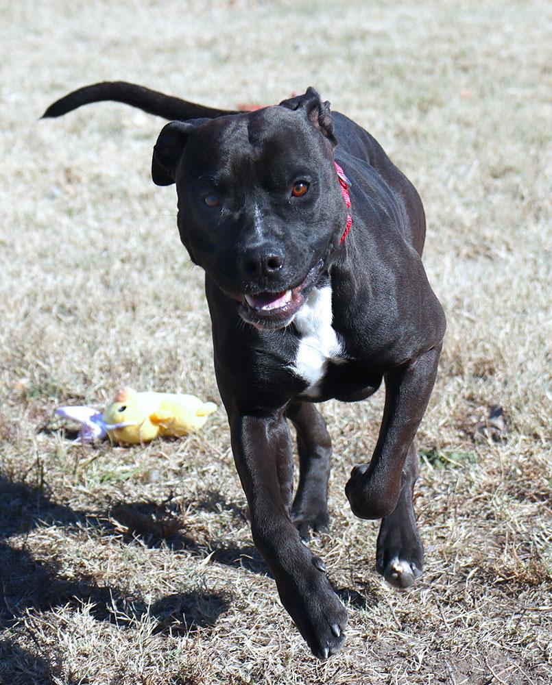 Enlarge Diesel (AO35245), an adoptable mixed breed in Kansas City, KS image 4/6