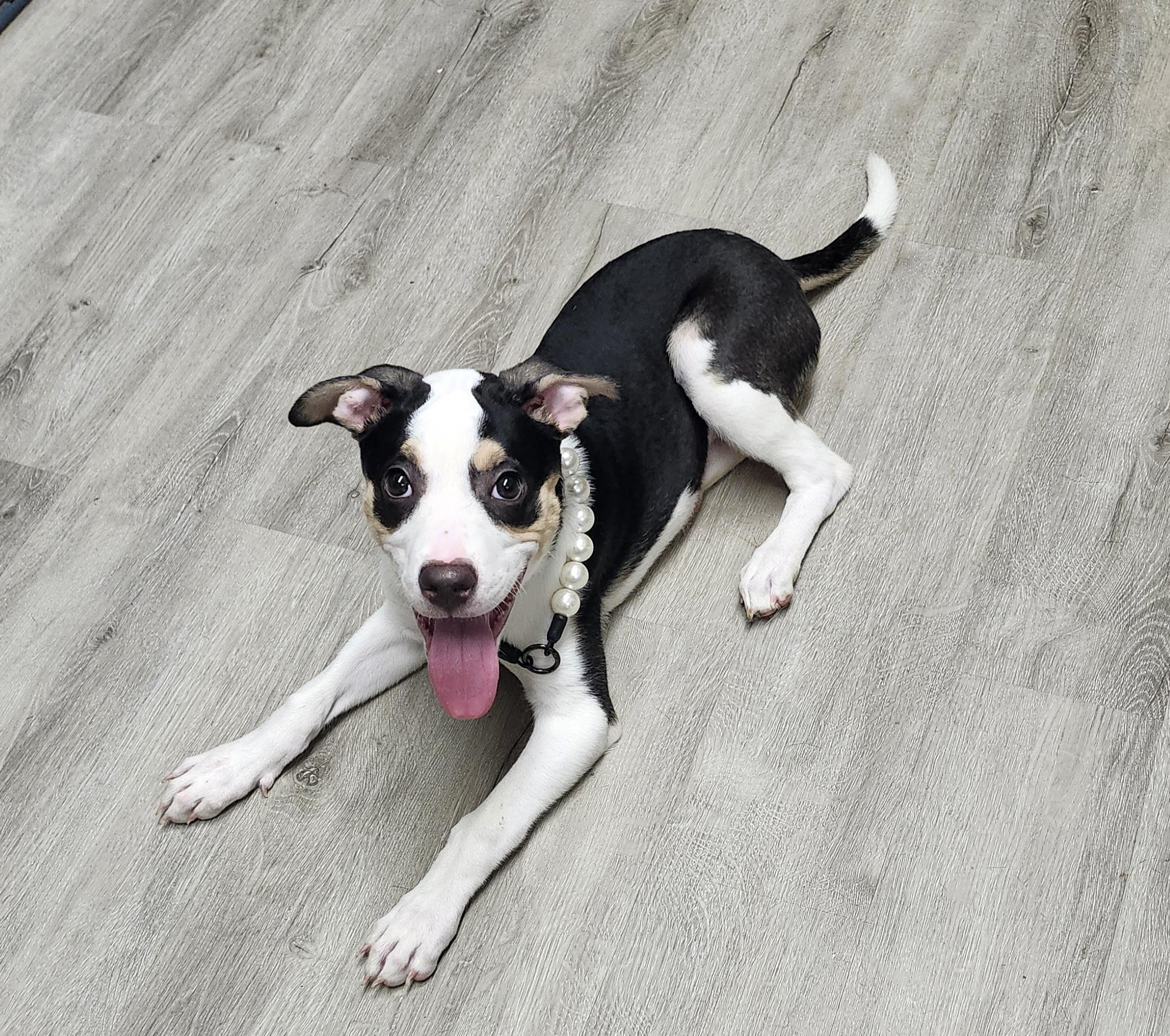 Enlarge Snow White, an adopted mixed breed in Mansfield, OH image 3/4