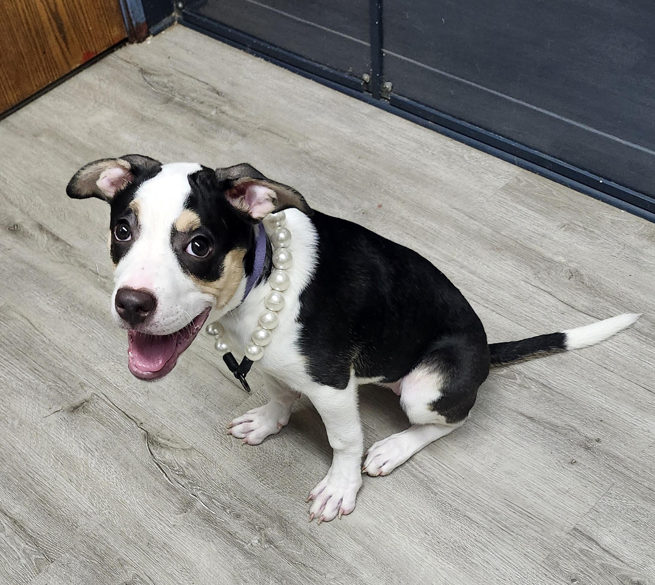 Enlarge Snow White, an adopted mixed breed in Mansfield, OH image 4/4