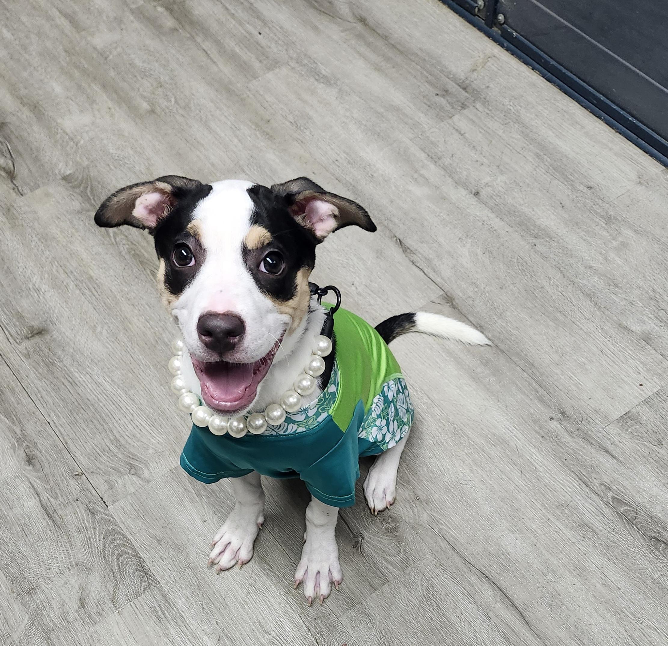 Snow White, adopted, Puppy Female Hound.