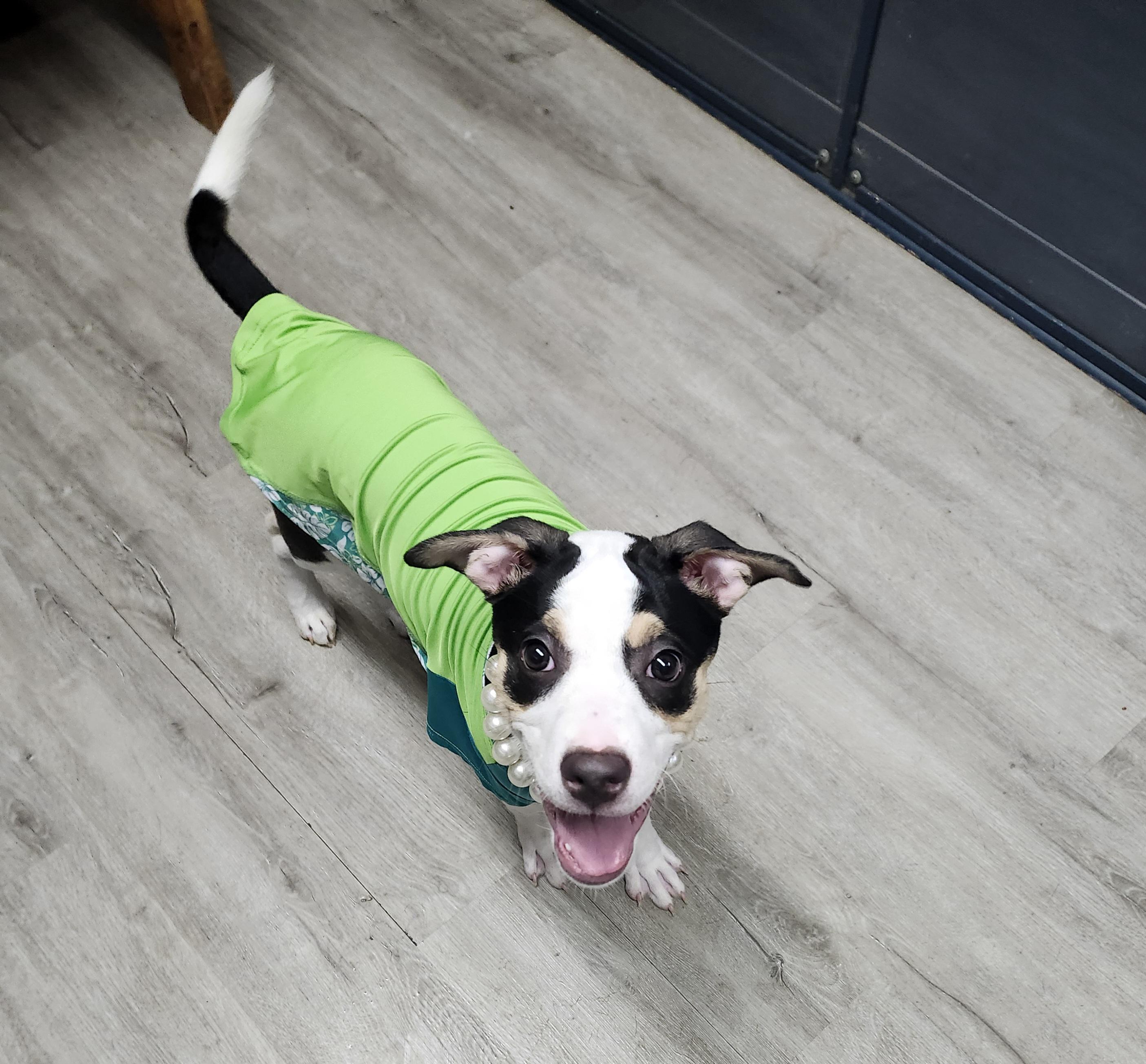 Enlarge Snow White, an adopted mixed breed in Mansfield, OH image 2/4