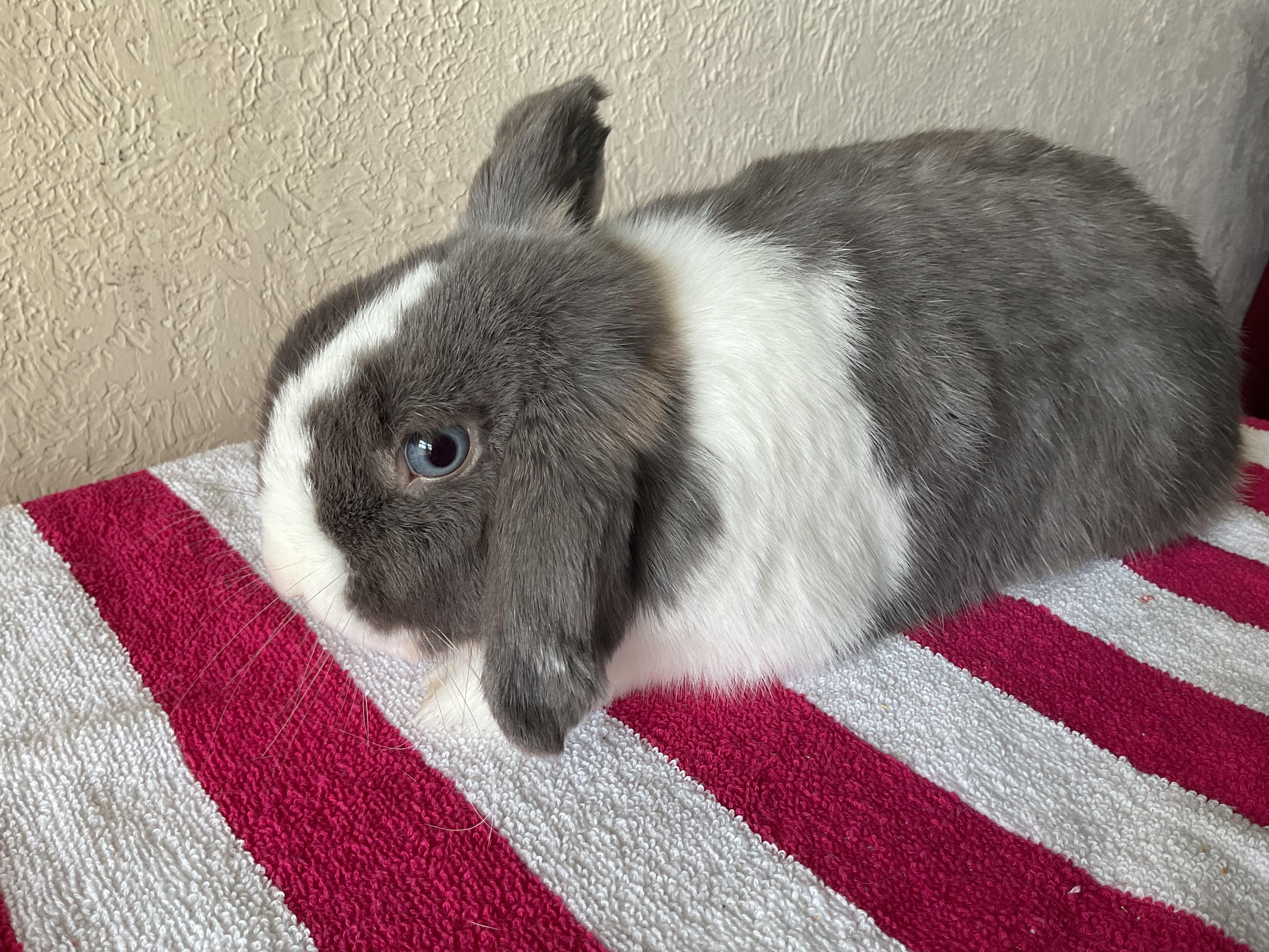 Ragnar, Adoptable, Baby Male Holland Lop.