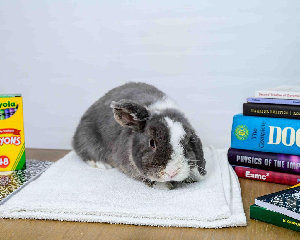 Ragnar, a Adoptable Holland Lop in Jefferson, LA image 2/4