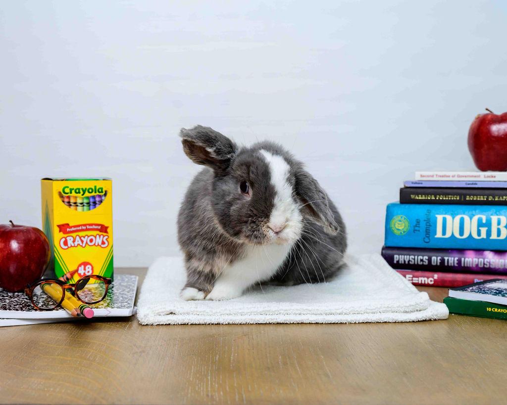 Ragnar, a Adoptable Holland Lop in Jefferson, LA image 1/4