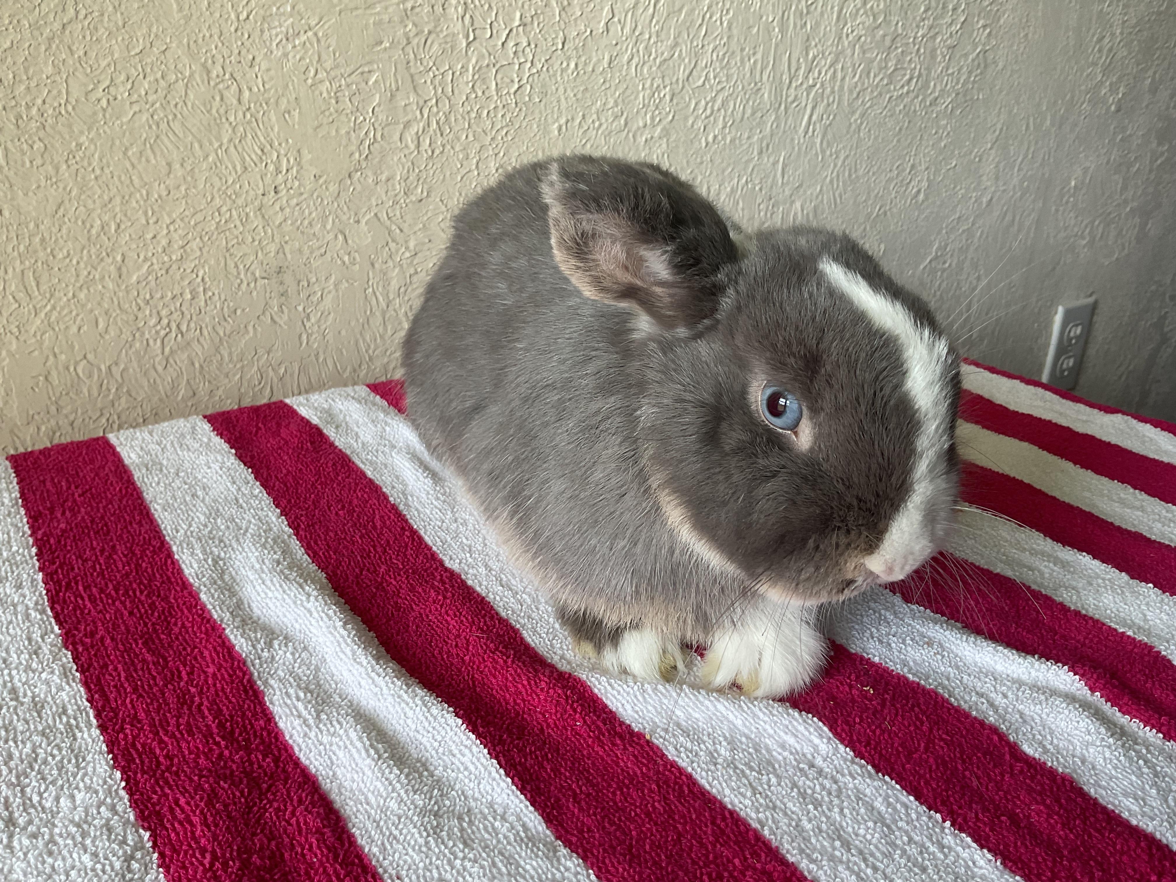 Ragnar, a Adoptable Holland Lop in Jefferson, LA image 4/4