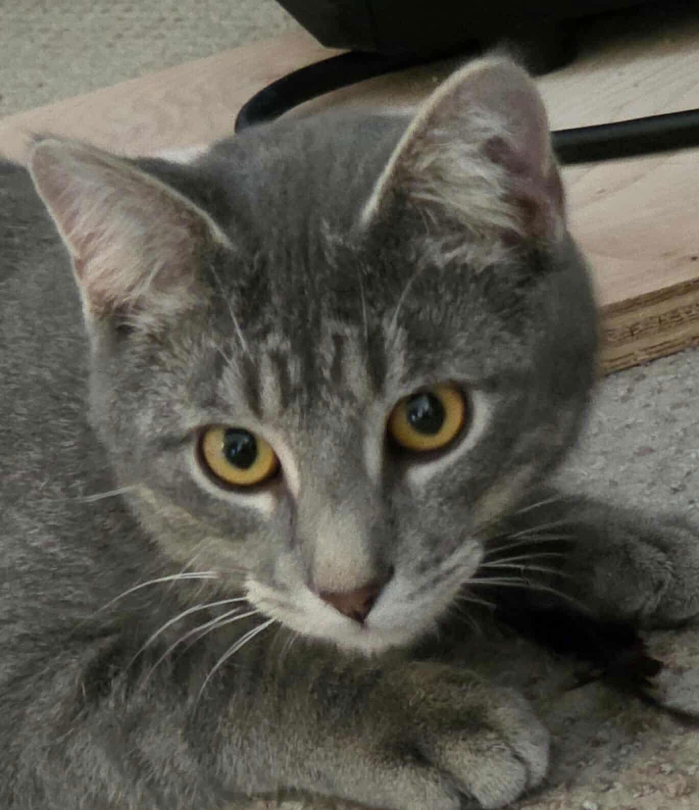 Mousse, Adoptable, Young Male Domestic Short Hair.