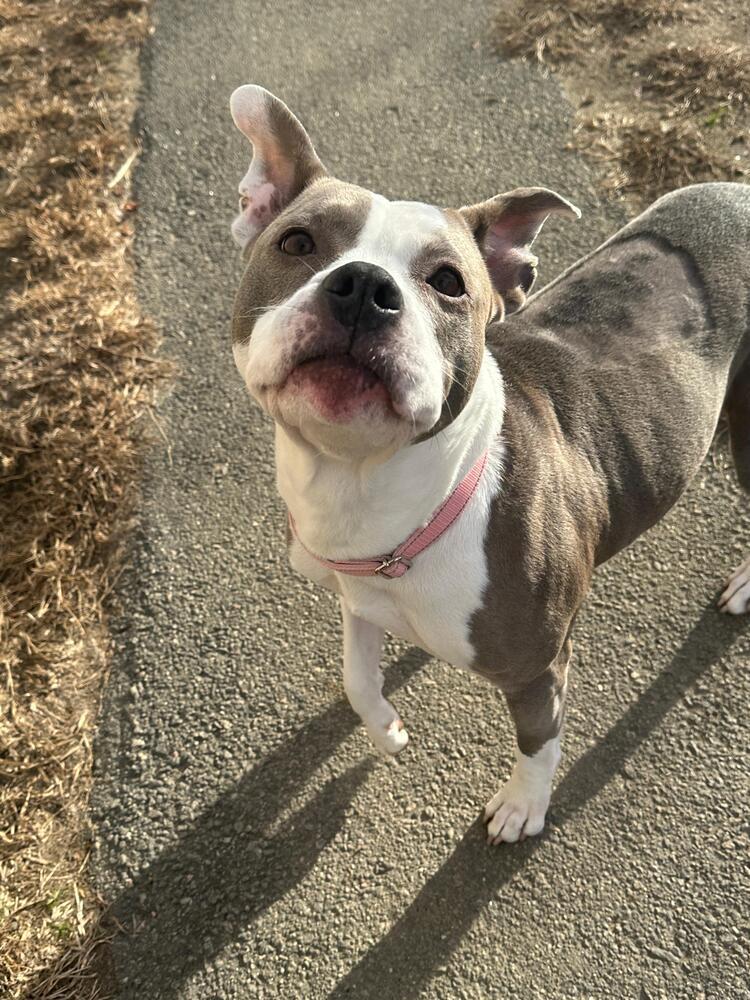 Harley (FOSTERED LOCALLY), Adoptable, Adult Female American Staffordshire Terrier.