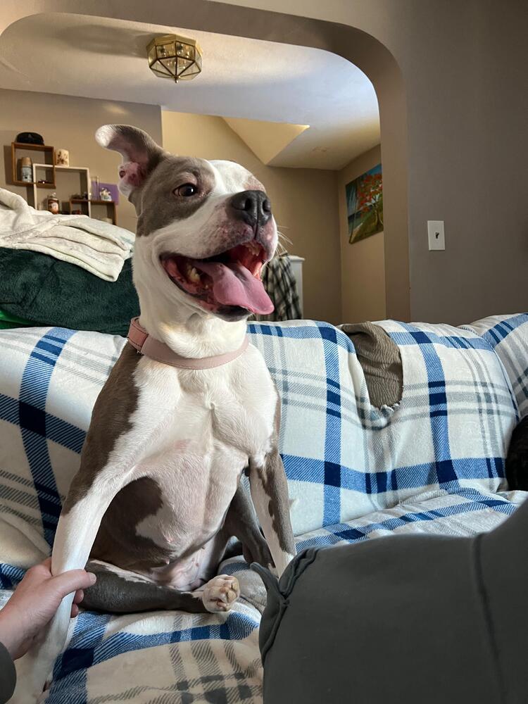 Harley (FOSTERED LOCALLY), Adoptable, Adult Female American Staffordshire Terrier.