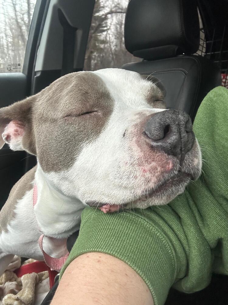 Enlarge Harley (FOSTERED LOCALLY), a Adoptable mixed breed in Leverett, MA image 2/6